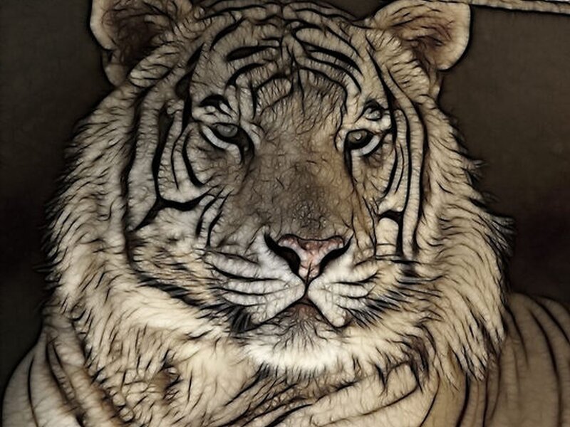 White Tiger Face — Brown