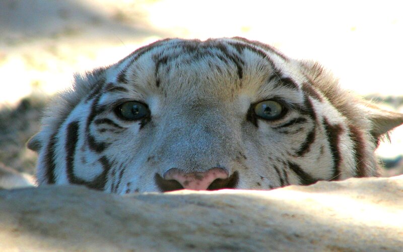 White Tiger Face — Calm, Afternoon
