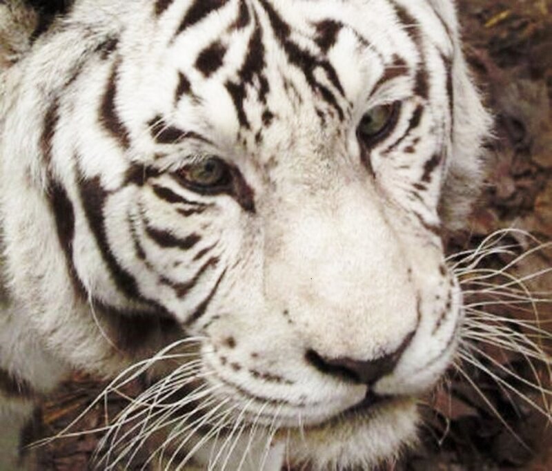 White Tiger Face — Calm, Photograph