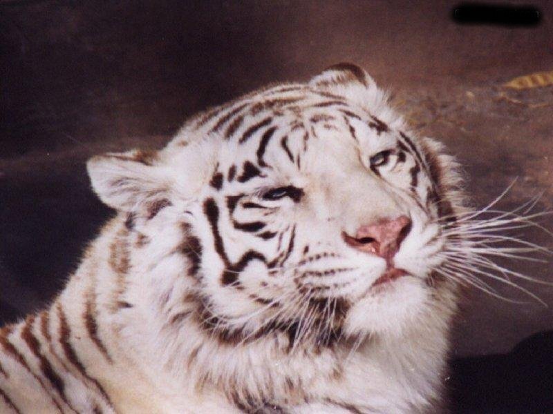 White Tiger Face — Calm, Photograph, Whiskers, Stripes