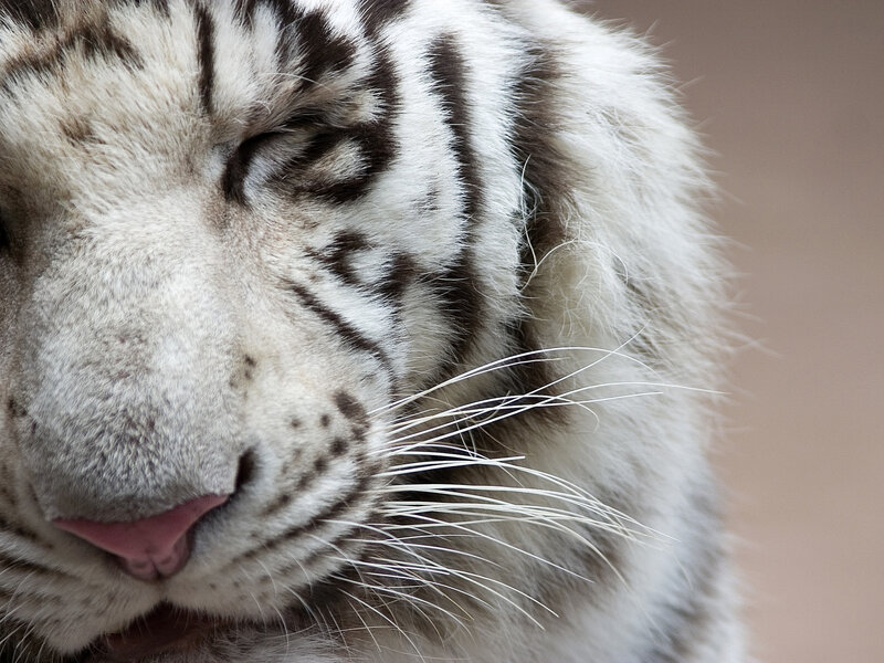 White Tiger Face — Calm