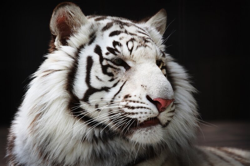 White Tiger Face — Dramatic, Photograph