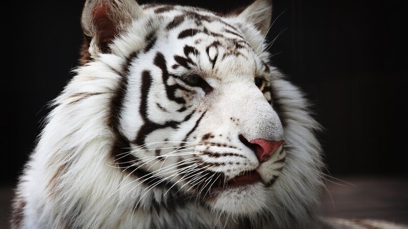 White Tiger Face — Dramatic, Photograph, Whiskers