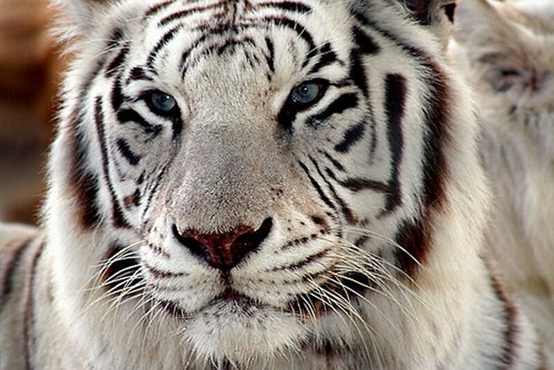White Tiger Face — Intense, Photograph, Blue Eyes