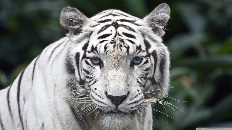White Tiger Face — Intense, Photograph, Eyes, Whiskers