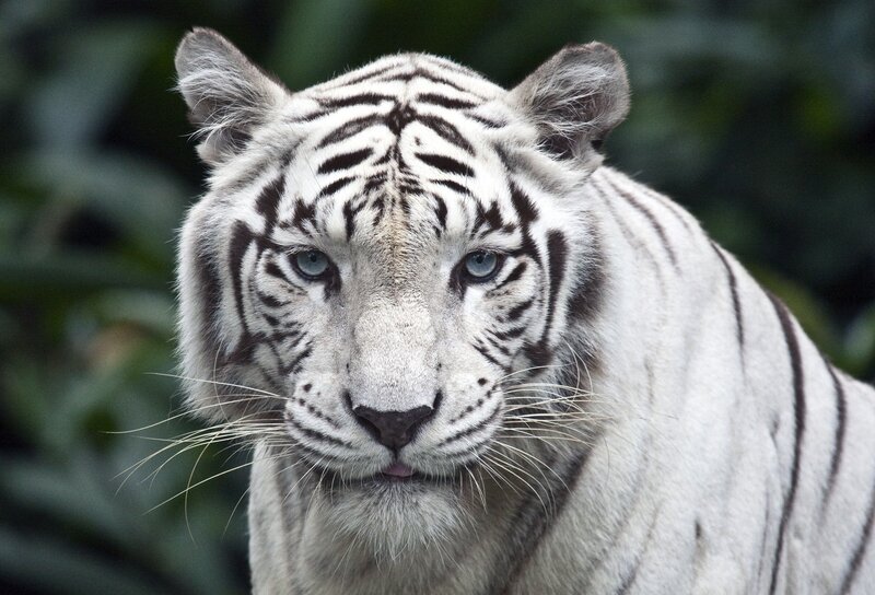 White Tiger Face — Intense, Photograph