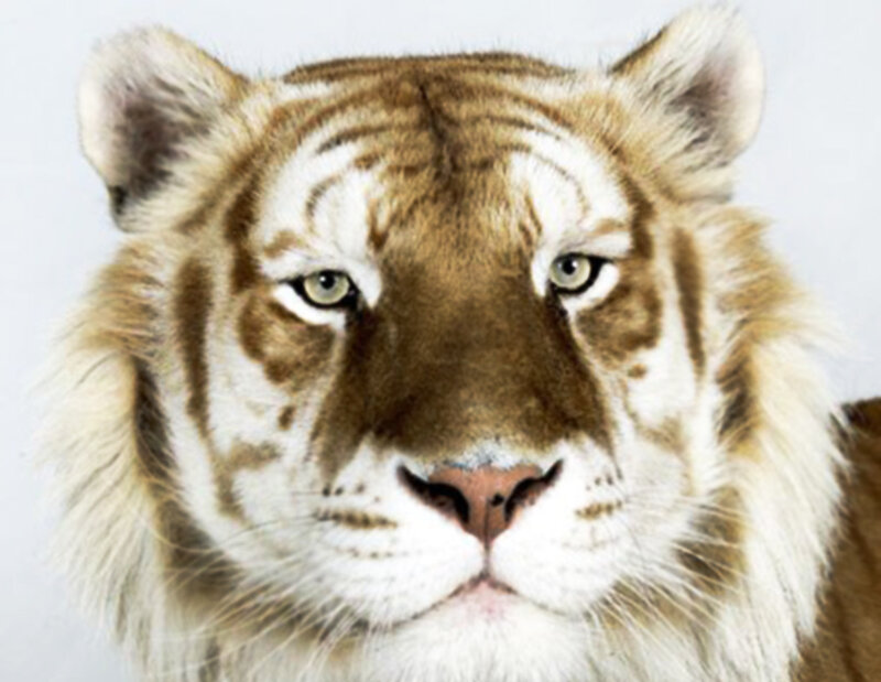 White Tiger Face — Intense