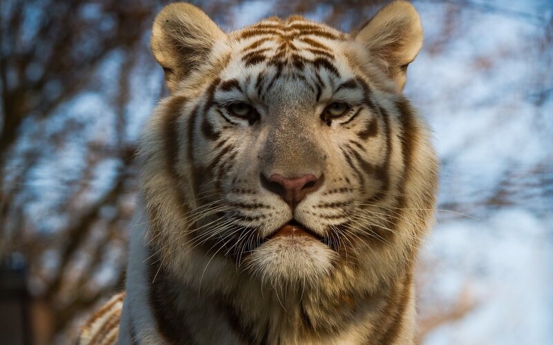 White Tiger Face — Intense, Winter