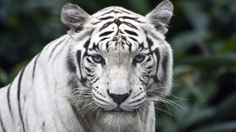 White Tiger Face