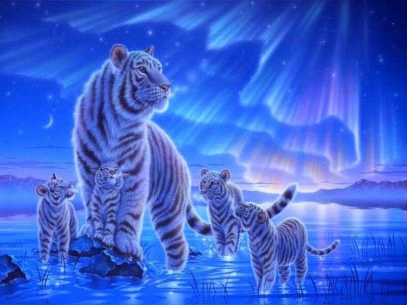 White Tiger Family — Blue, Serene