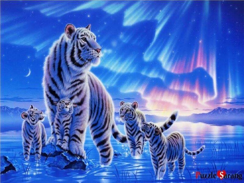 White Tiger Family — Blue