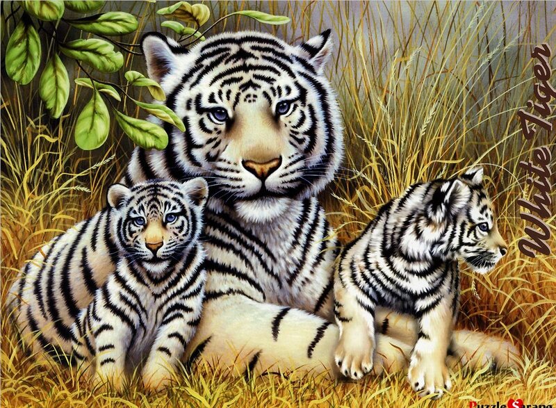 White Tiger Family — Calm