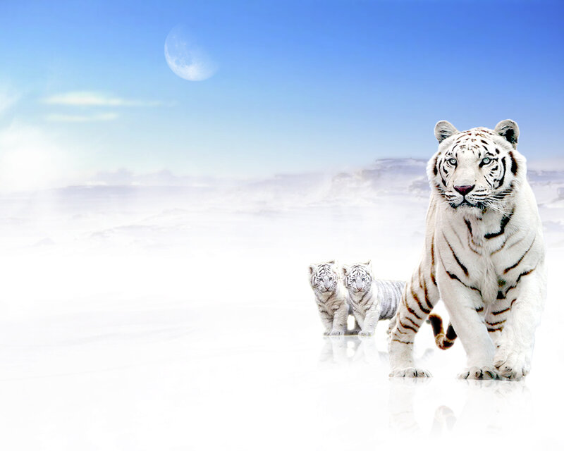 White tiger family in snowy landscape