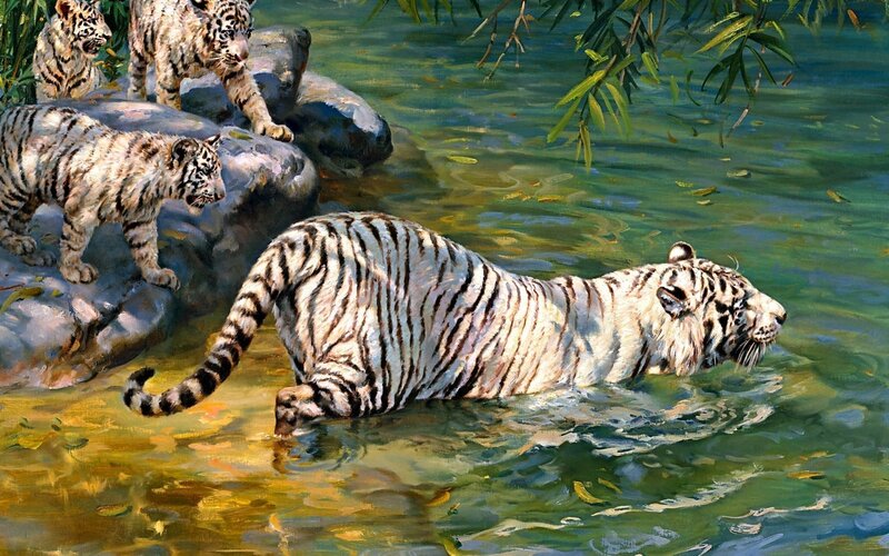 White tiger family in water