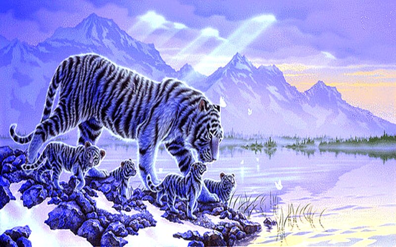White Tiger Family — Purple, Serene