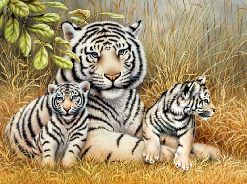 White Tiger Family