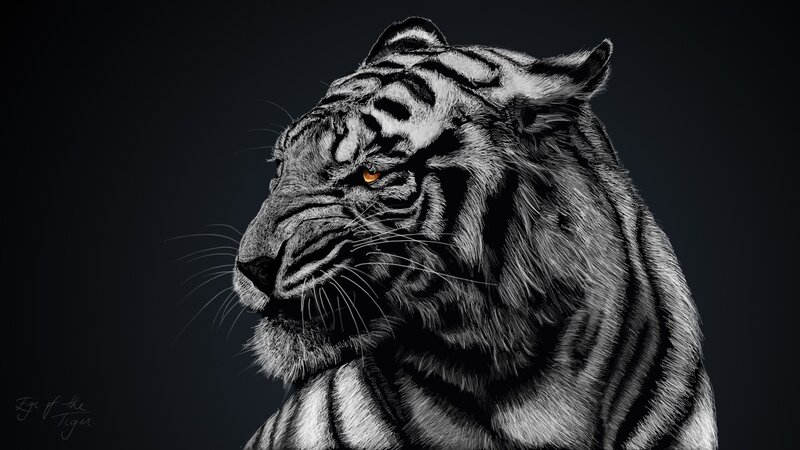White Tiger Head — Black, Dramatic, Digital Art, Eye, Whiskers