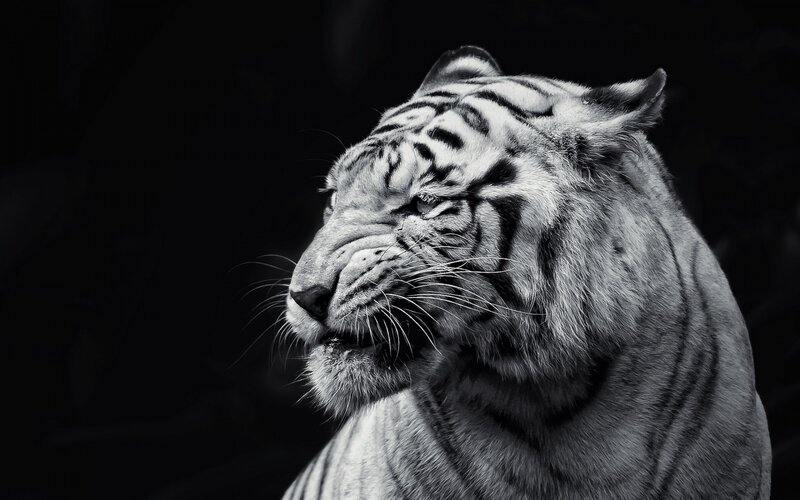 White Tiger Head — Black, Dramatic, Photograph