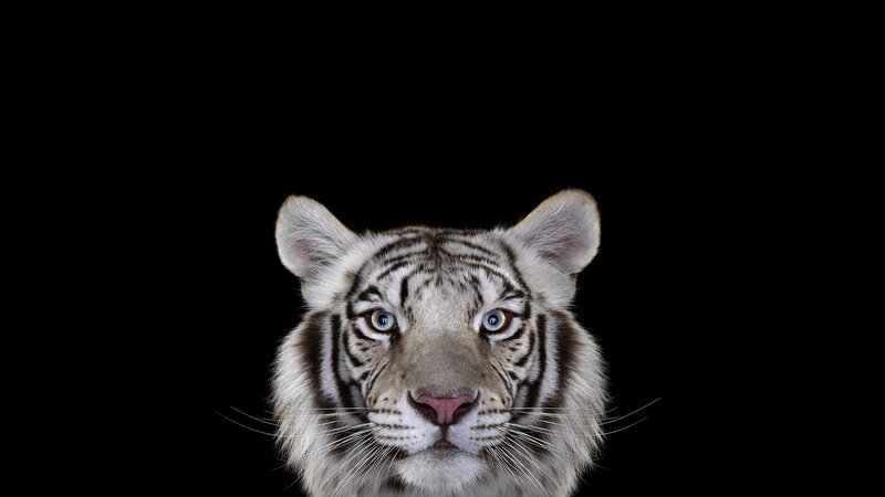 White Tiger Head — Black, Intense