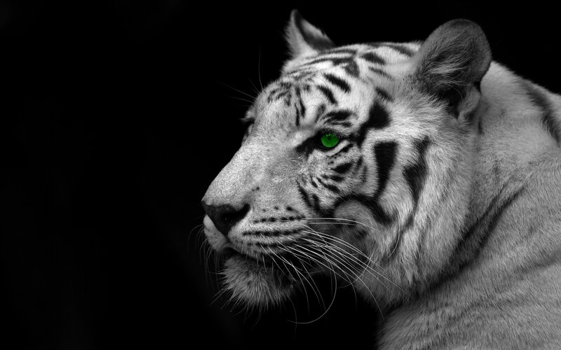 White Tiger Head — Black