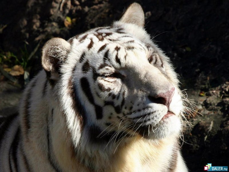 White Tiger Head — Calm