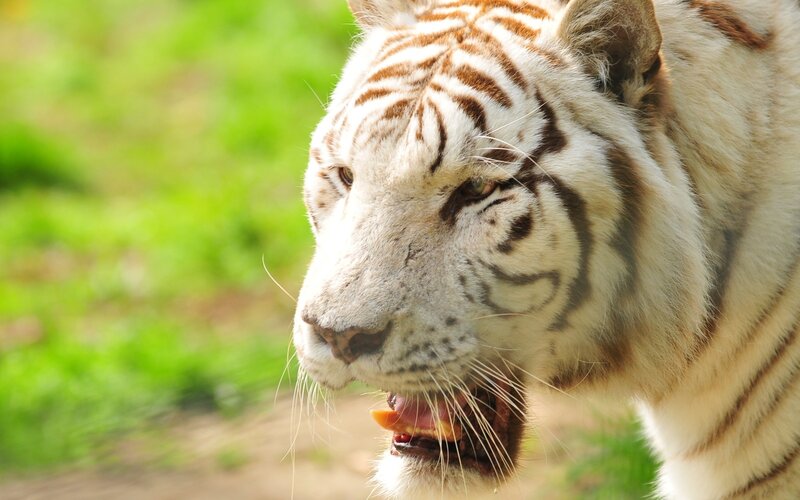 White Tiger Head — Intense, Afternoon