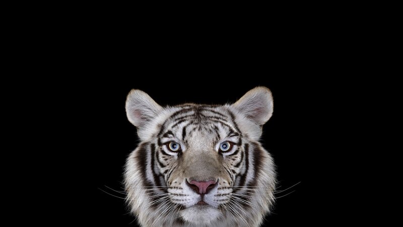 White Tiger Head — Intense