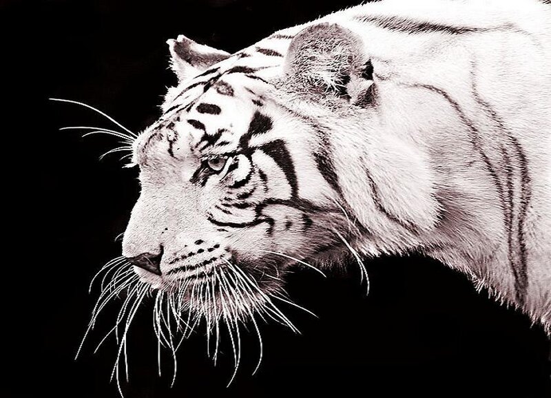 White Tiger Head — Photograph