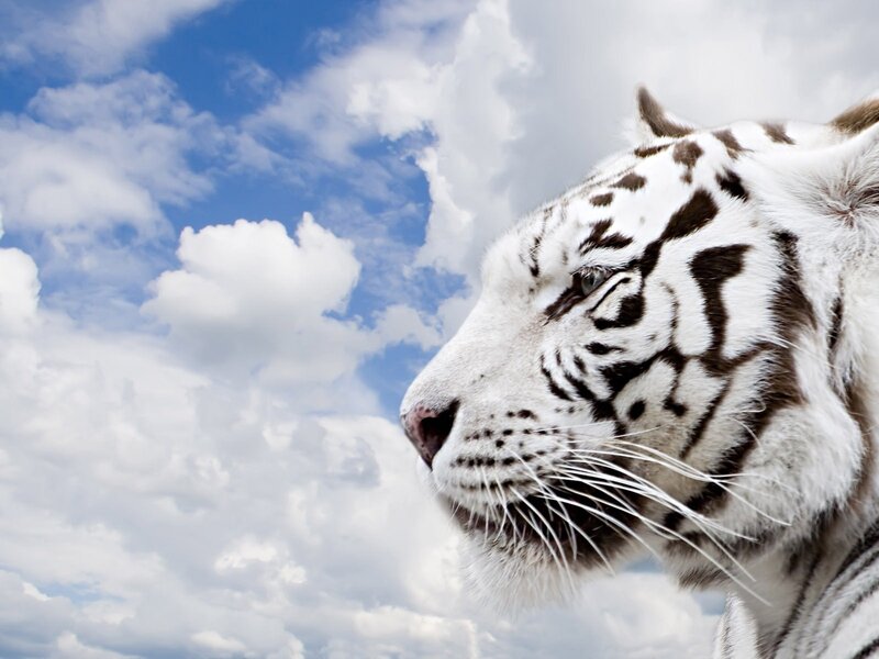 White Tiger Head — Serene
