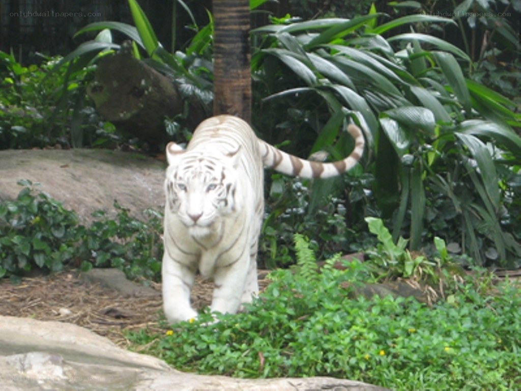 white tiger in a lush enclosure