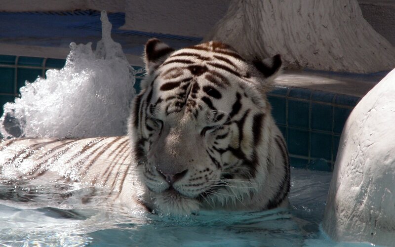 White tiger in a pool