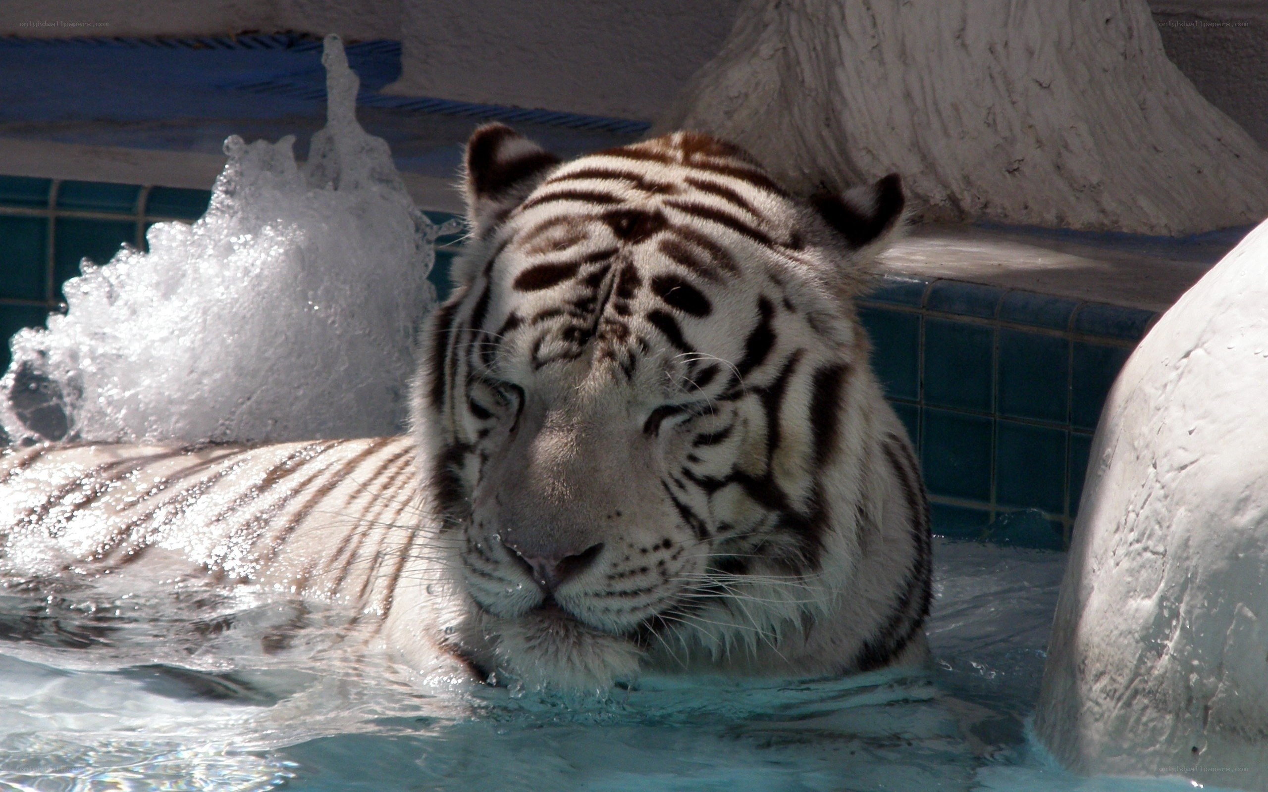 White tiger in a pool