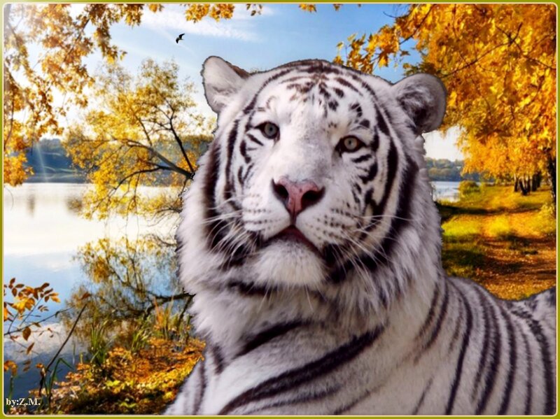 White Tiger in Autumn