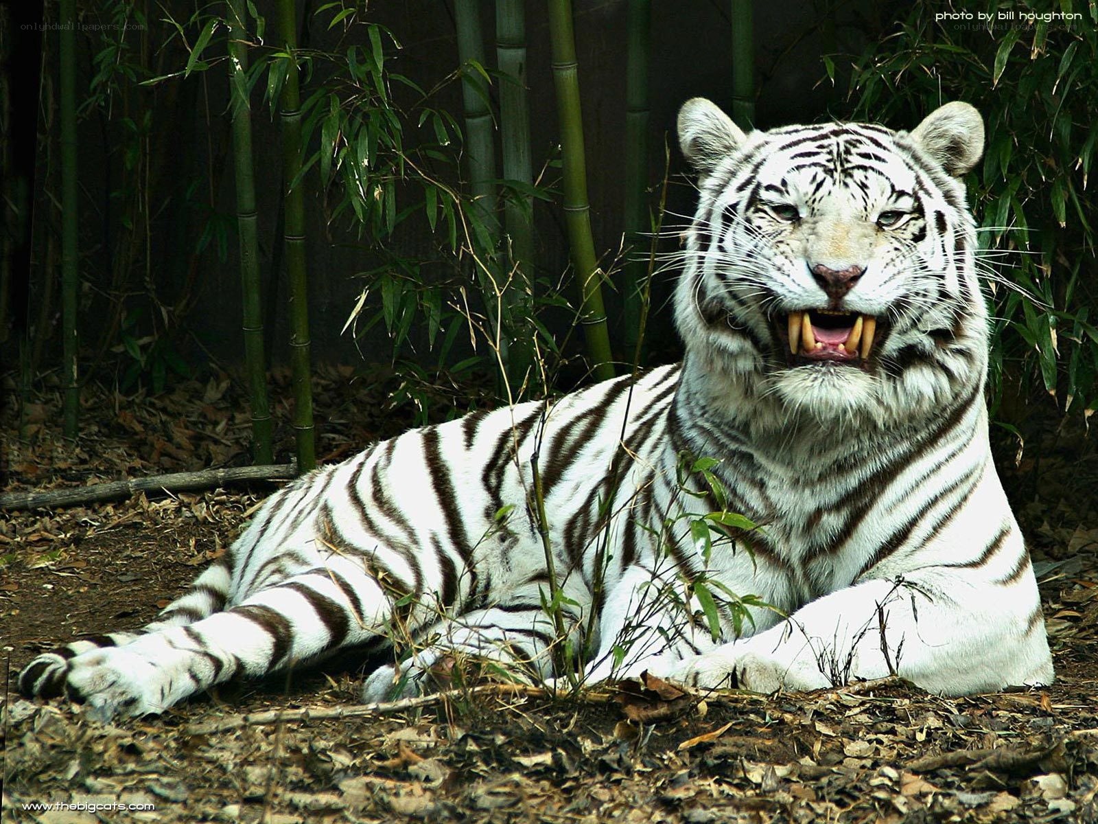 White tiger in bamboo forest