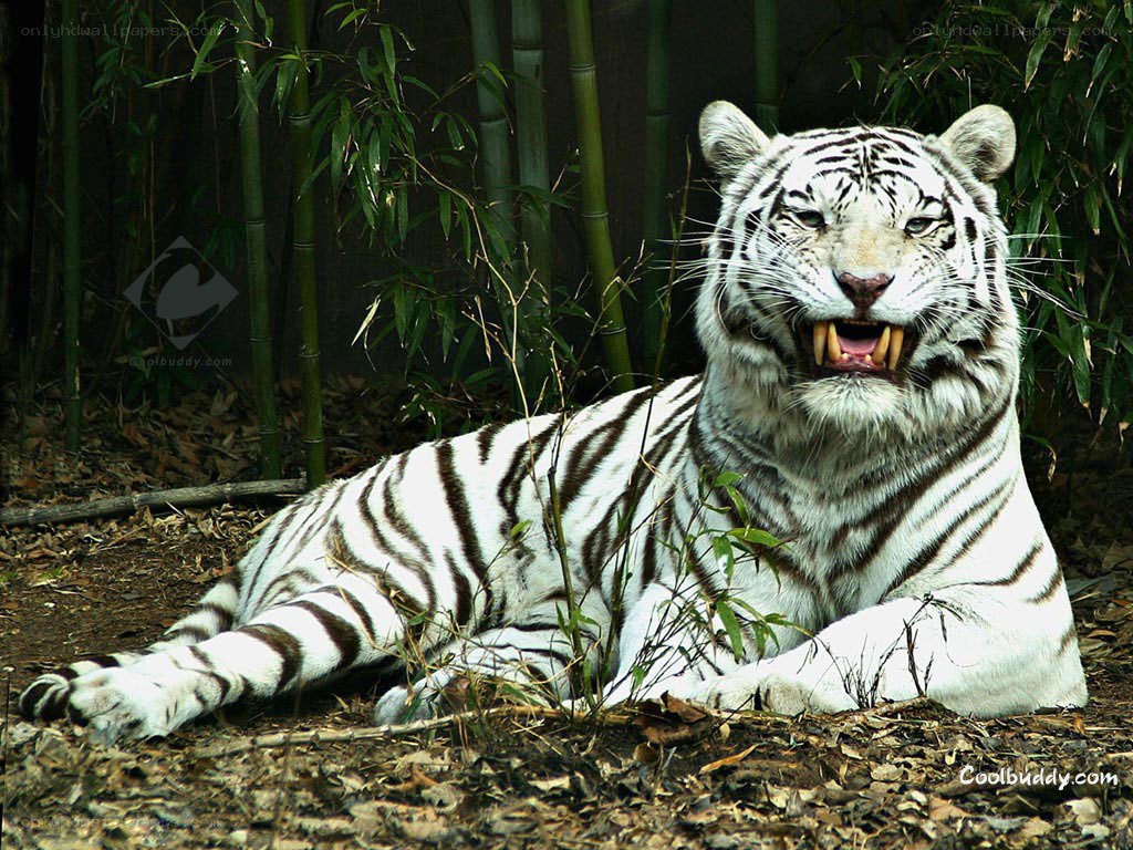 White tiger in bamboo forest