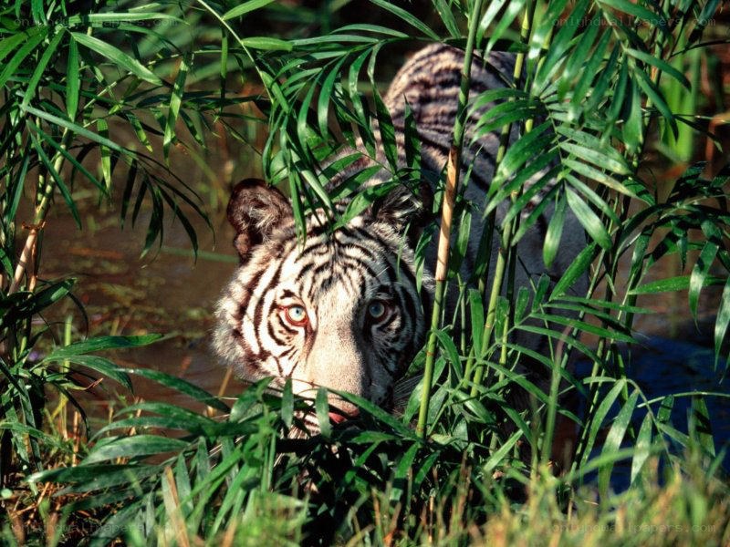 White tiger in bamboo forest