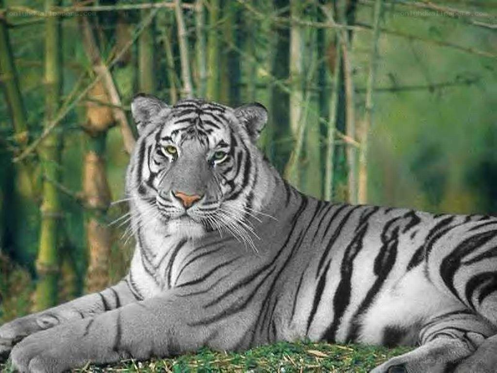 White tiger in bamboo forest