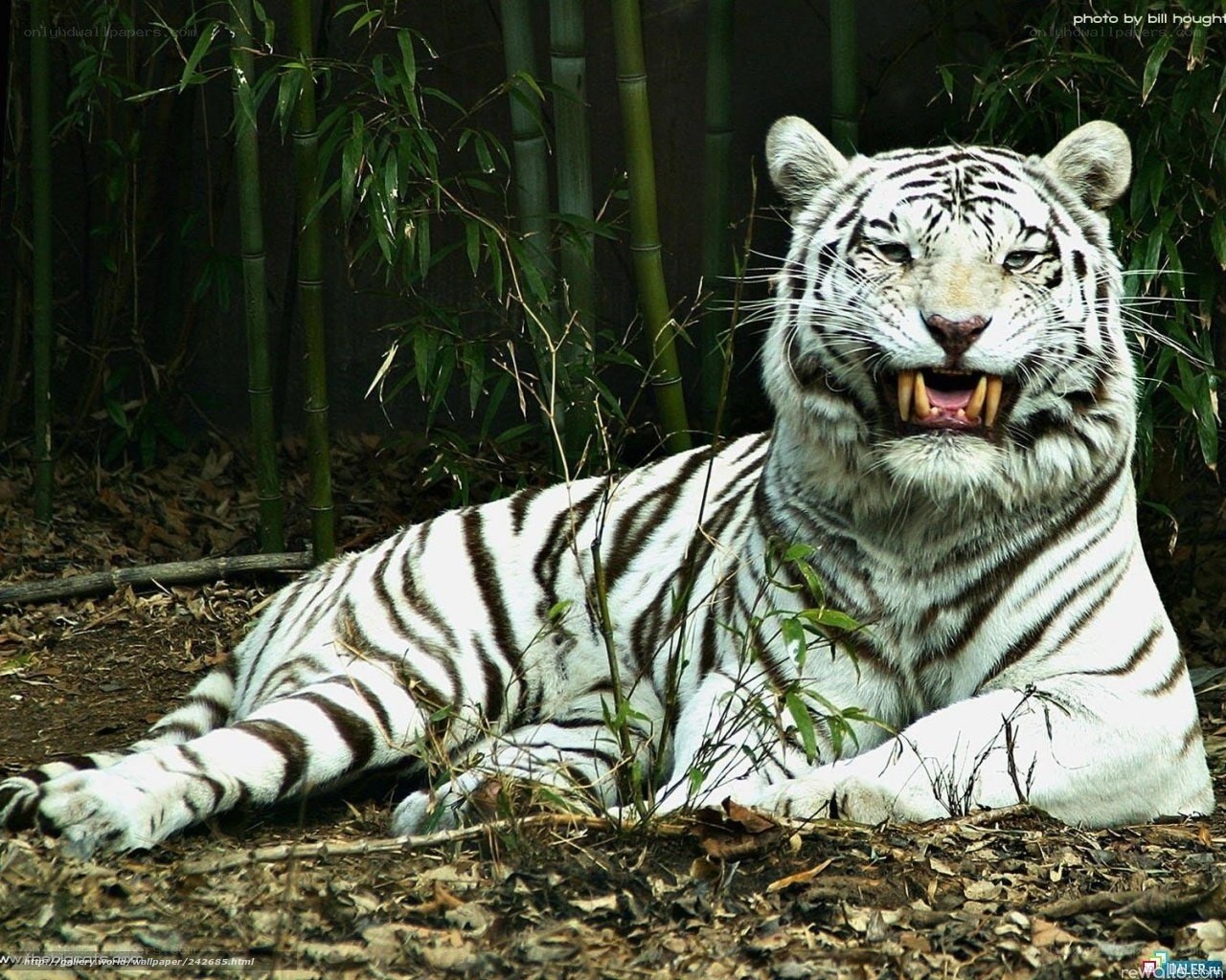 white tiger in bamboo forest