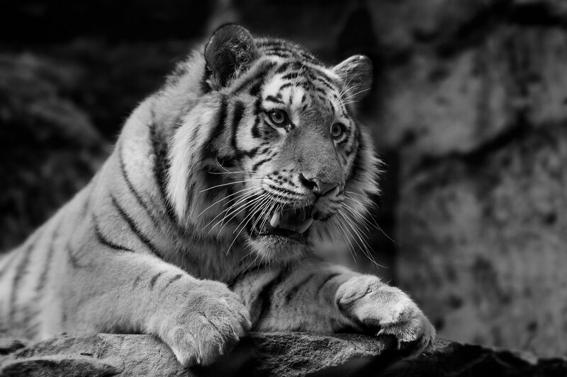 White tiger in black and white