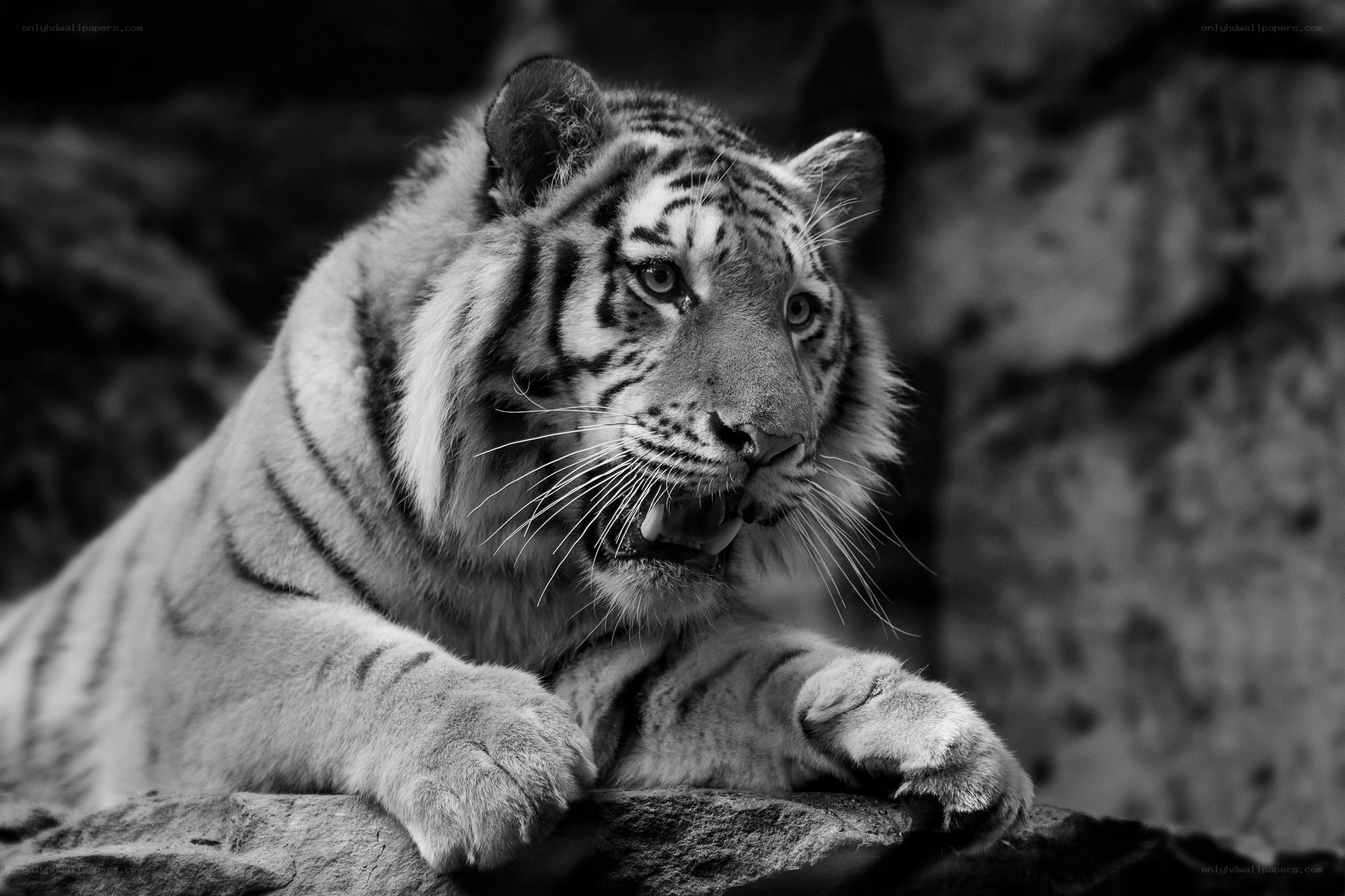 White tiger in black and white