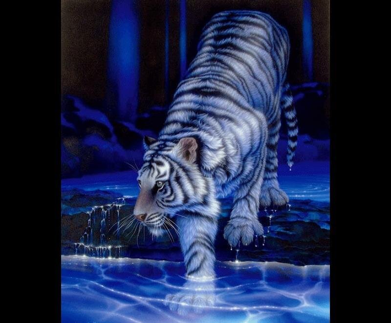 White tiger in blue water