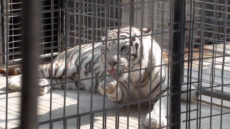 White Tiger in Cage — Calm