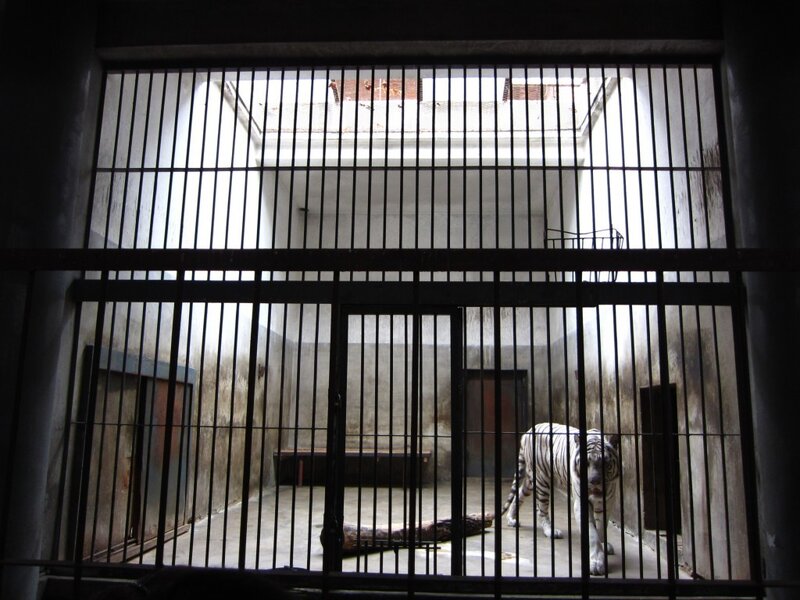 White Tiger in Cage