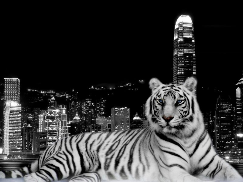 White Tiger in City — Black