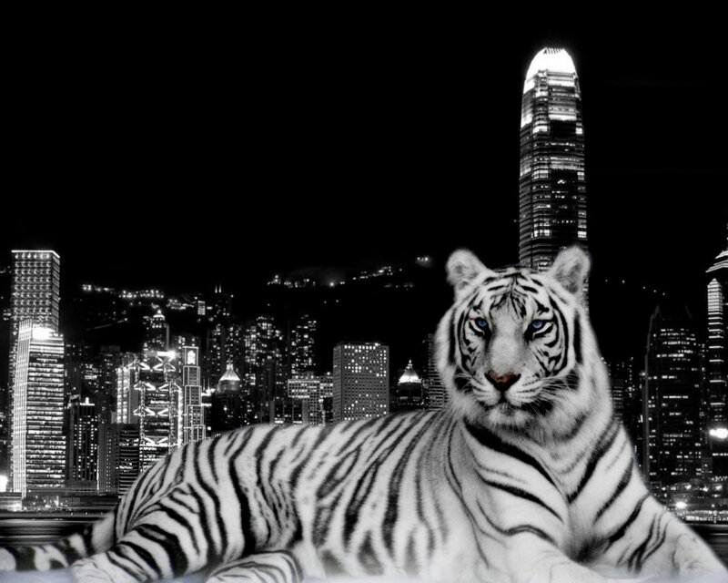 White Tiger in City