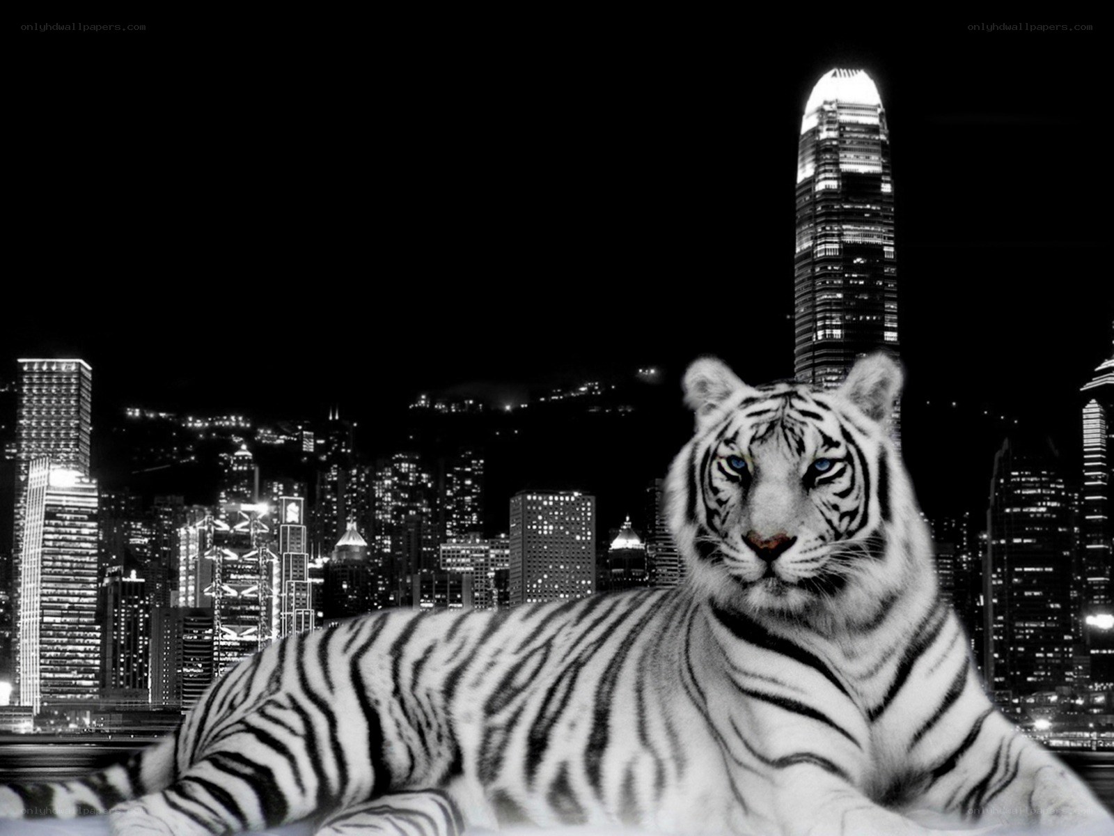 White tiger in cityscape