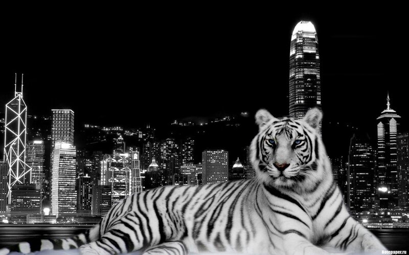 White tiger in cityscape