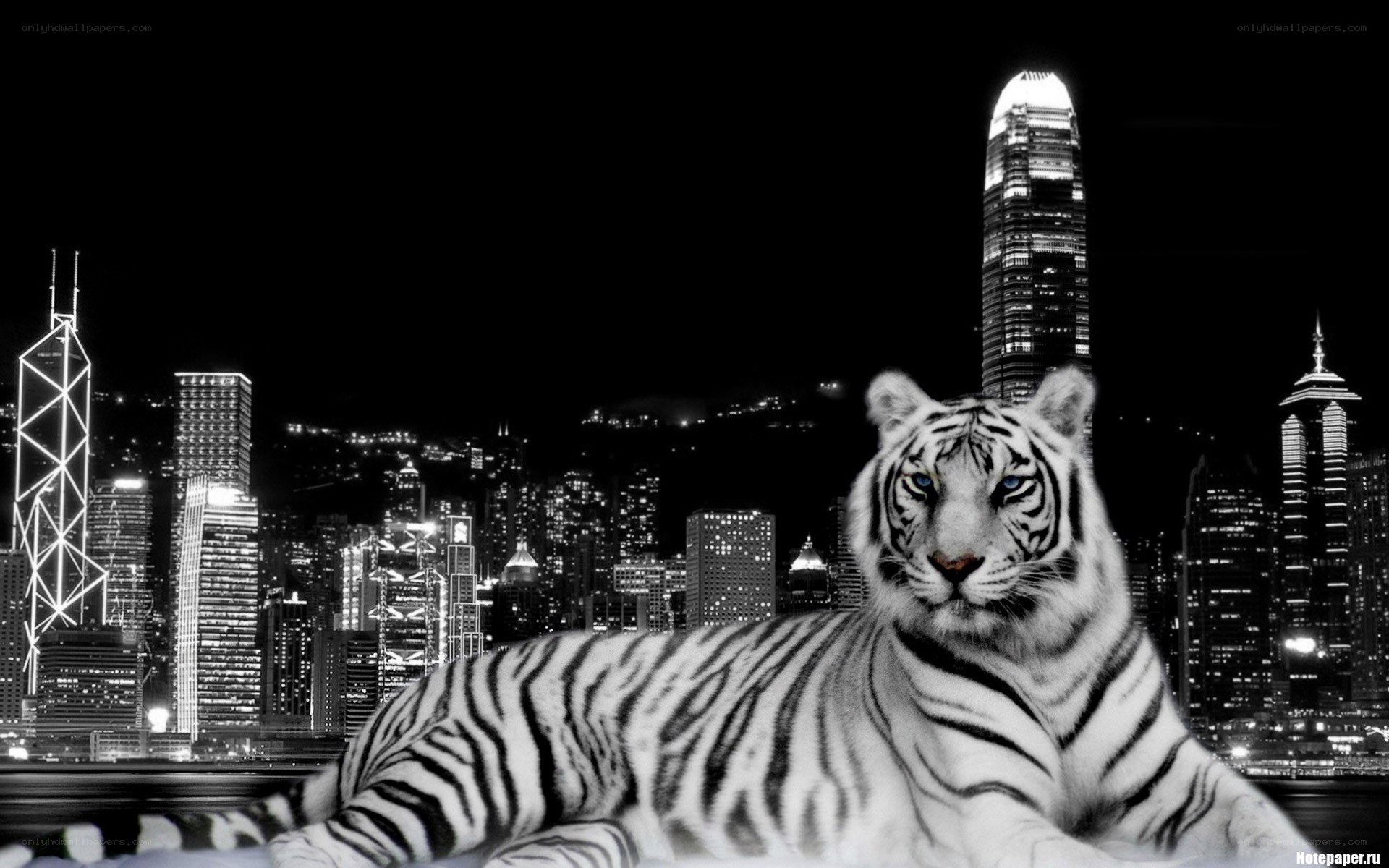 White tiger in cityscape