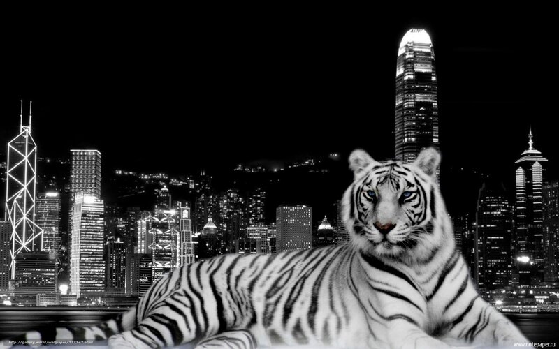 white tiger in cityscape