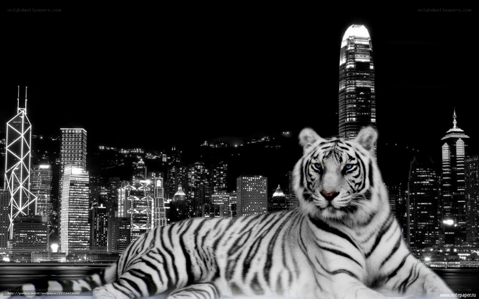 white tiger in cityscape
